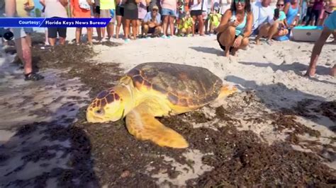 Back on her flippers: Loggerhead ‘Tina’ returns to the ocean after recovery at Turtle Hospital